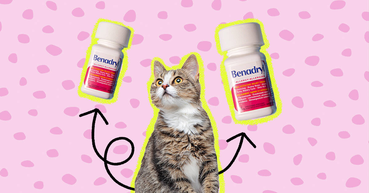 Benadryl dosage sale for cats travel