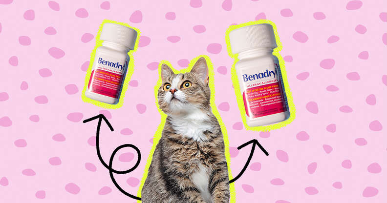 Benadryl to calm cats online