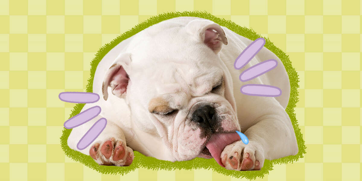 Why Do Dogs Lick Their Paws Dodowell The Dodo