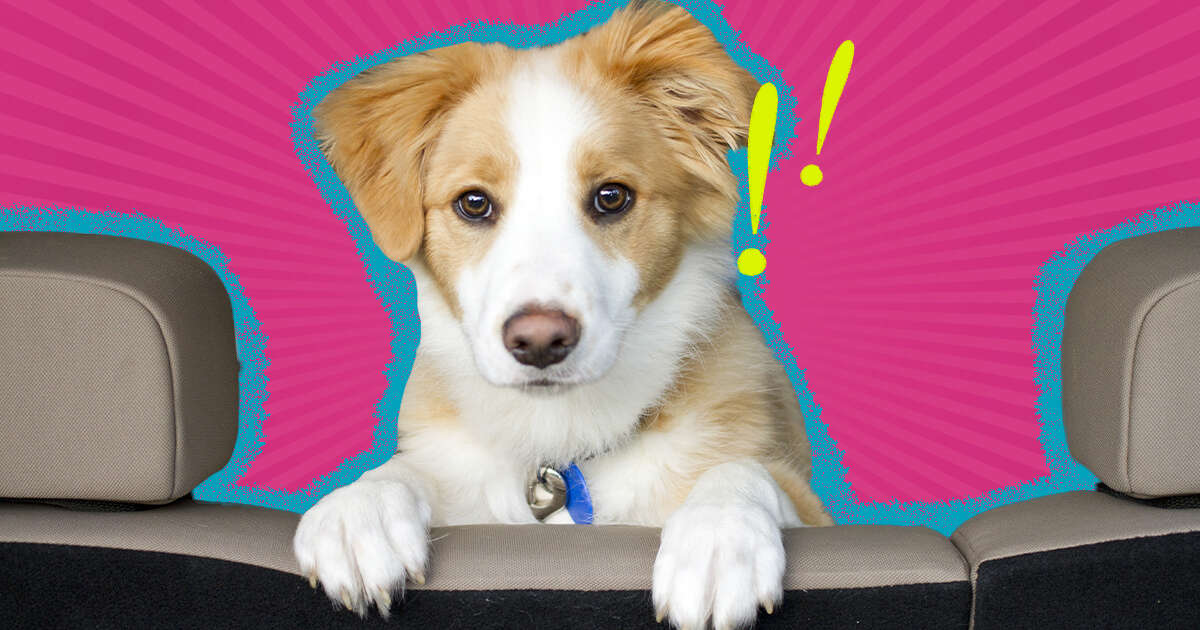 How Long Can A Dog Travel In A Car