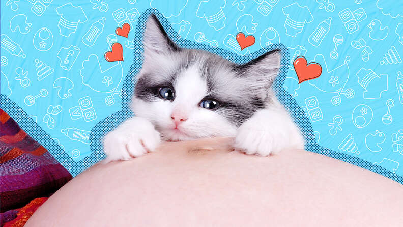 Cat with best sale pregnant woman