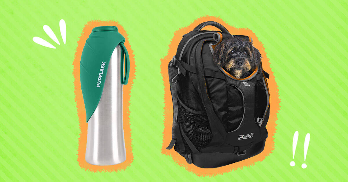 Dog travel clearance necessities