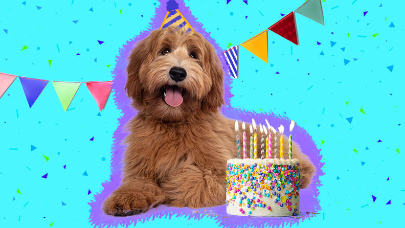 dog with birthday hat and cake