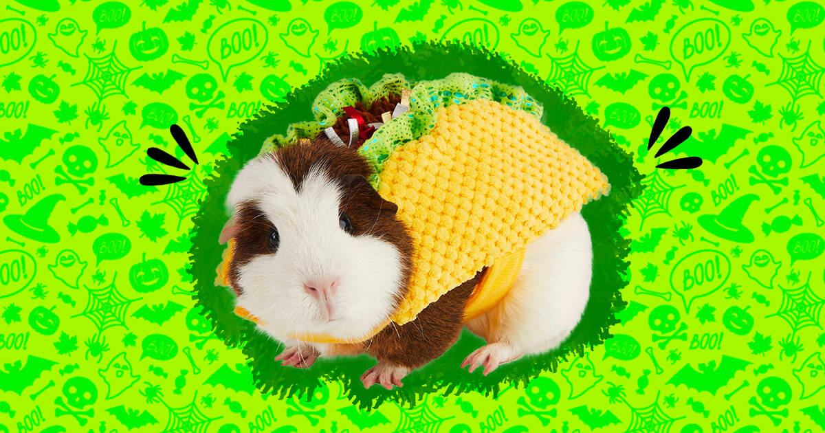 Guinea pig best sale costumes amazon