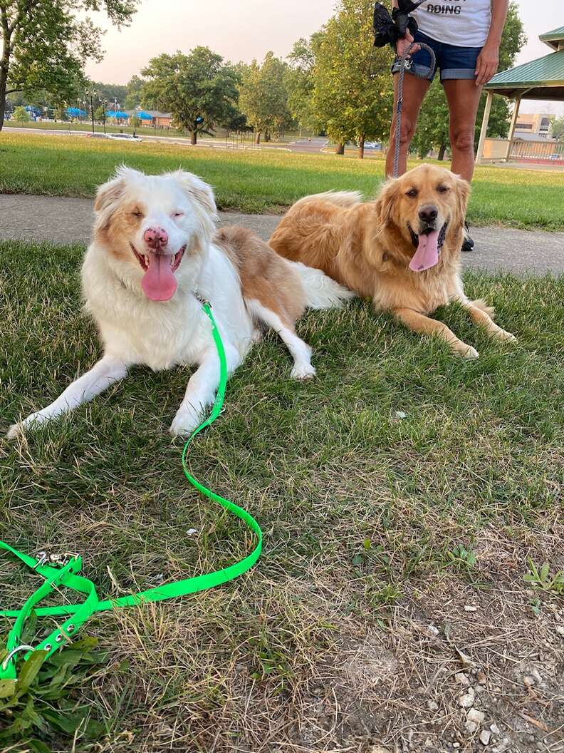 dog best friends