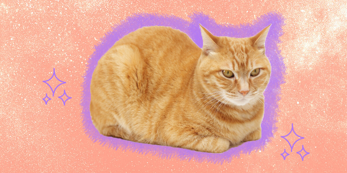 Why Do Cats Loaf DodoWell The Dodo