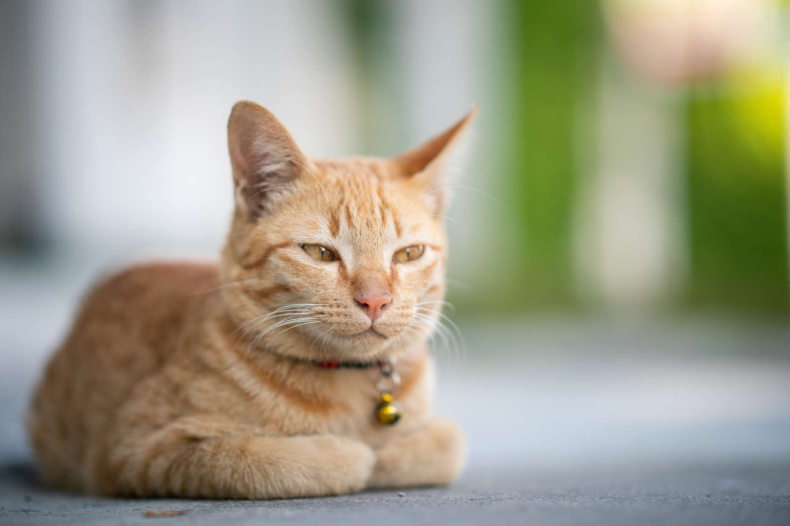 Why Do Cats Loaf Dodowell The Dodo 