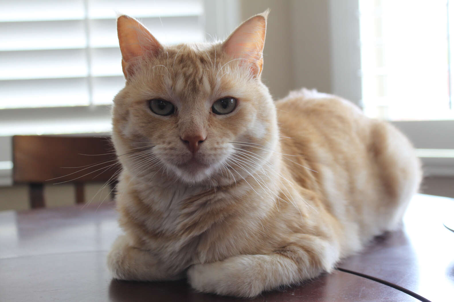 Why Do Cats Loaf DodoWell The Dodo