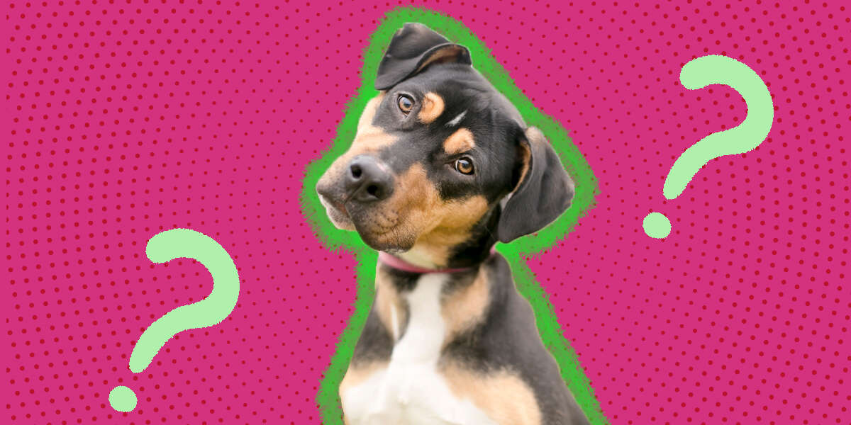 Why Do Dogs Tilt Their Heads? DodoWell The Dodo