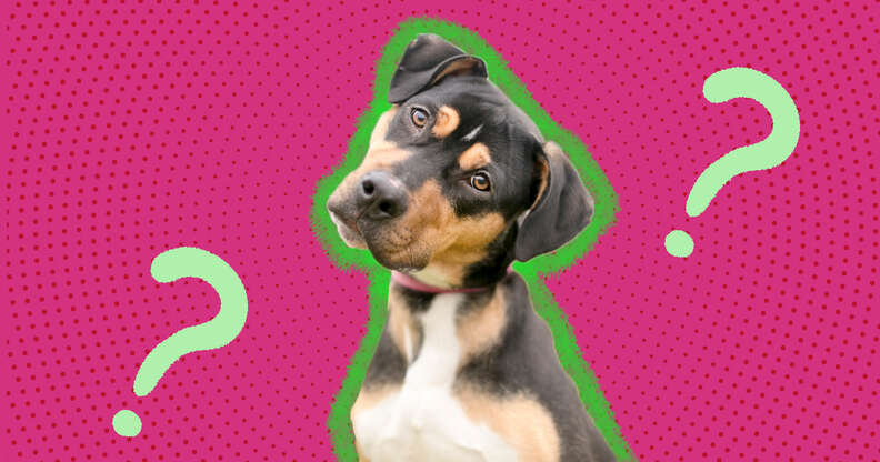 dog tilting his head