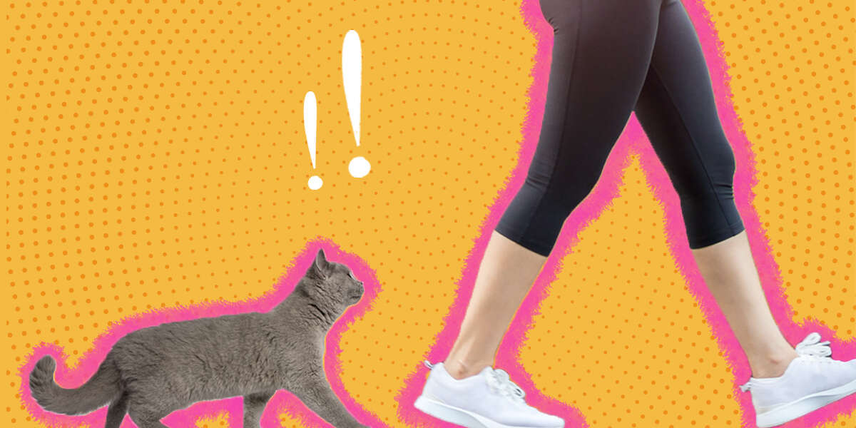 Why Does My Cat Follow Me Everywhere? DodoWell The Dodo