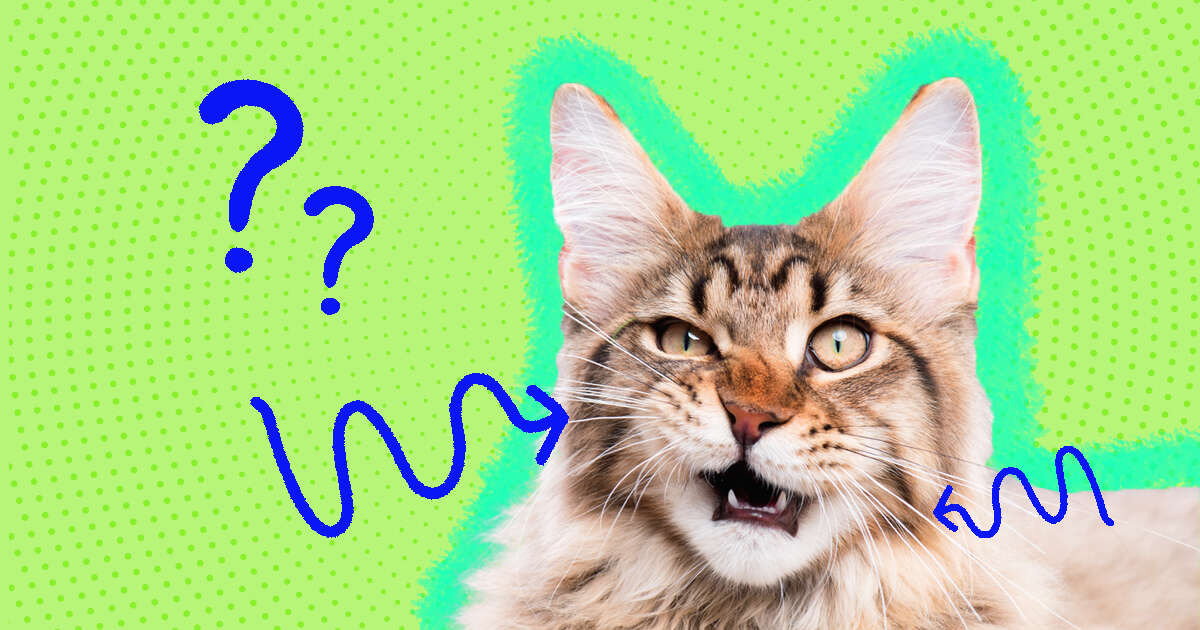 cat whiskers☆ 専用 flatten;crop_down;webp=auto;