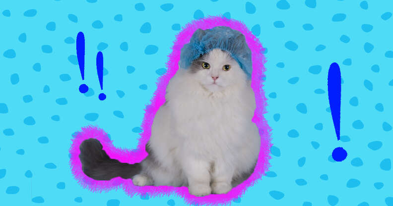 cat wearing shower cap
