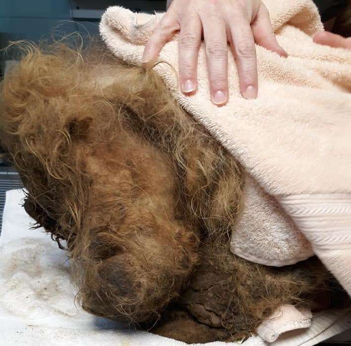 Incredibly matted dog gets shaved