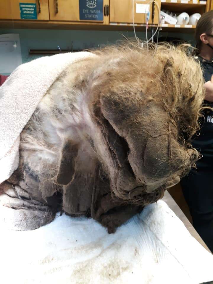 Matted dog covered in 15 pounds of fur