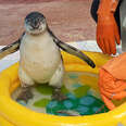 Very Patient Guy Helps Baby Penguin Overcome Her Fear Of Water