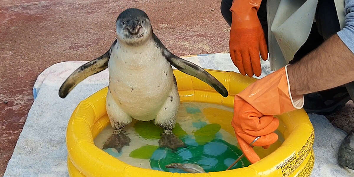 Very Patient Guy Helps Baby Penguin Overcome Her Fear Of Water - Videos ...