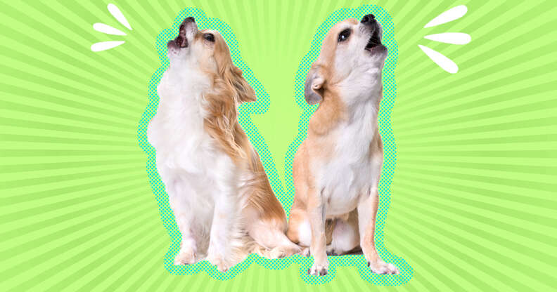 Why Do Dogs Bark At Other Dogs DodoWell The Dodo