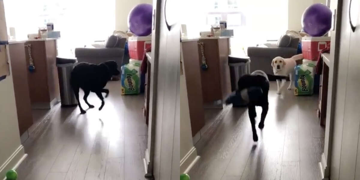 Dog Lets Deaf Sister Know When It's Time For A Walk - The Dodo