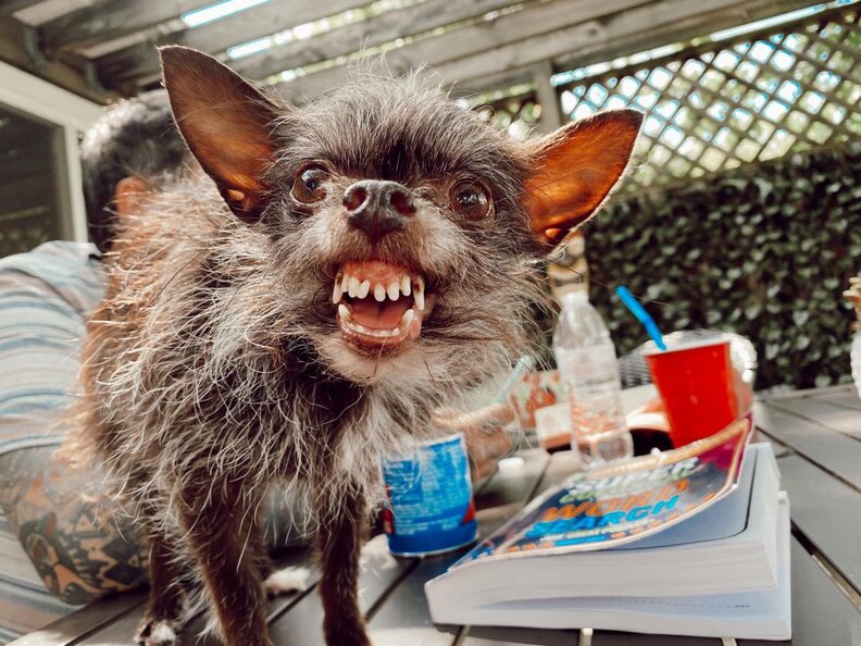 Tiny chorkie has the best smile