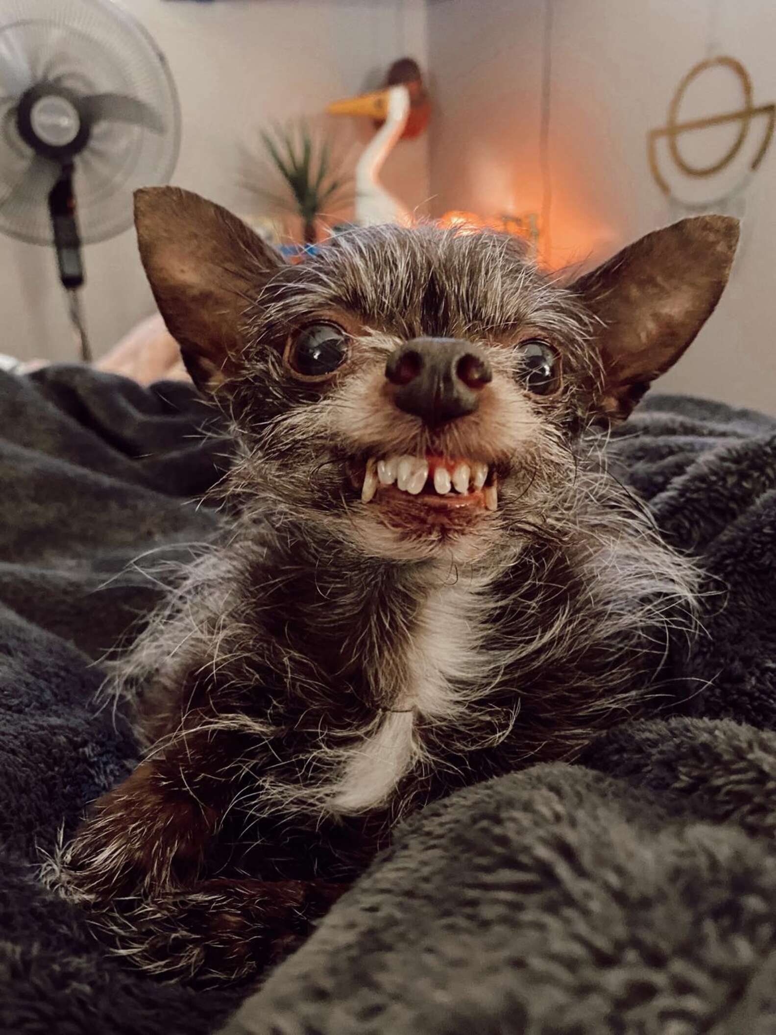 Little 'Werewolf' Dog Has A Smile That's Perfect For Halloween - The Dodo