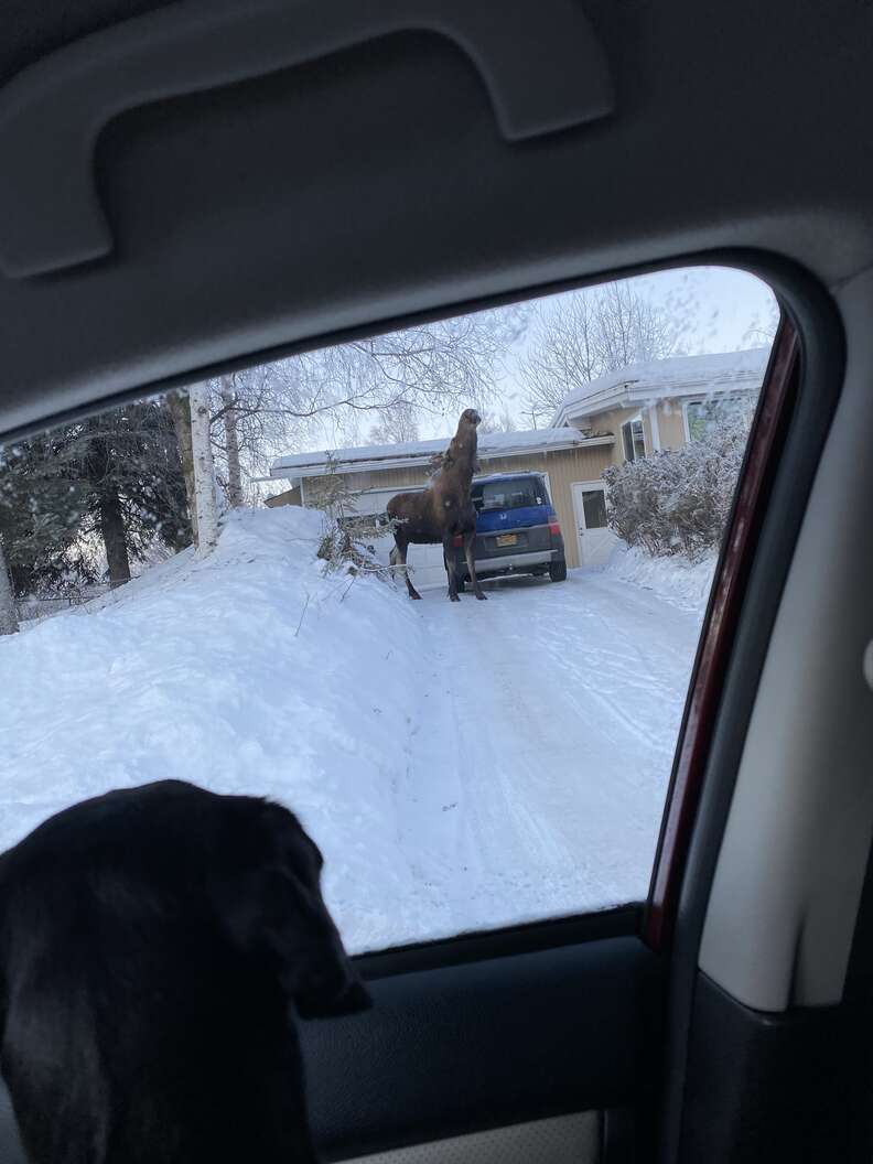 dog and moose