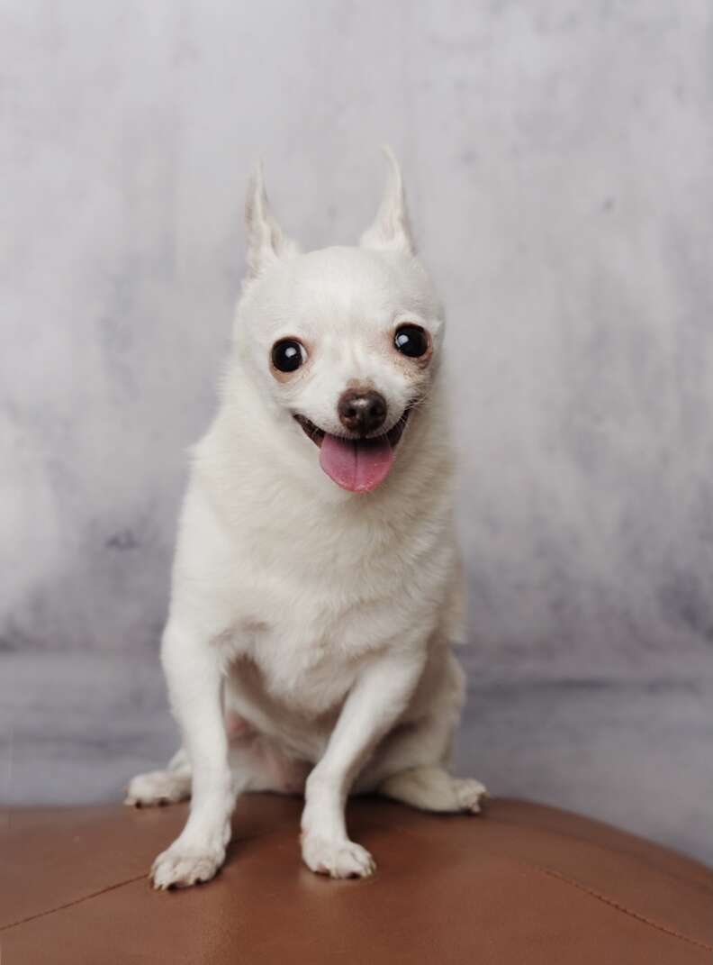 Dog Refuses To Be Picked Up Unless It\'s With A Pillow - The Dodo