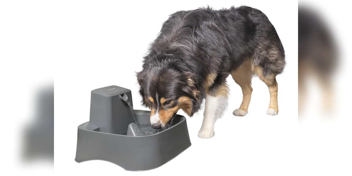 Best dog water fountain 2019 best sale