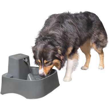 are water fountains good for dogs