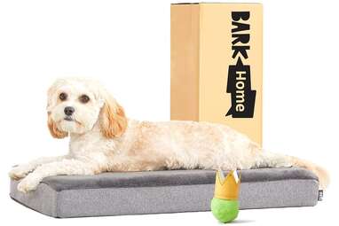 The best orthopedic dog hot sale bed