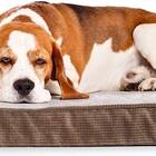 Milliard Quilted Padded Orthopedic Dog Bed