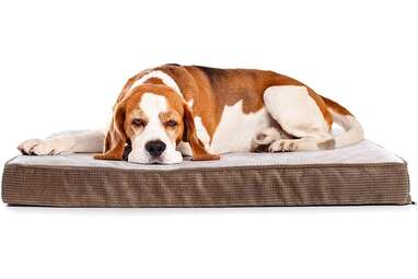 what are the best orthopedic dog beds