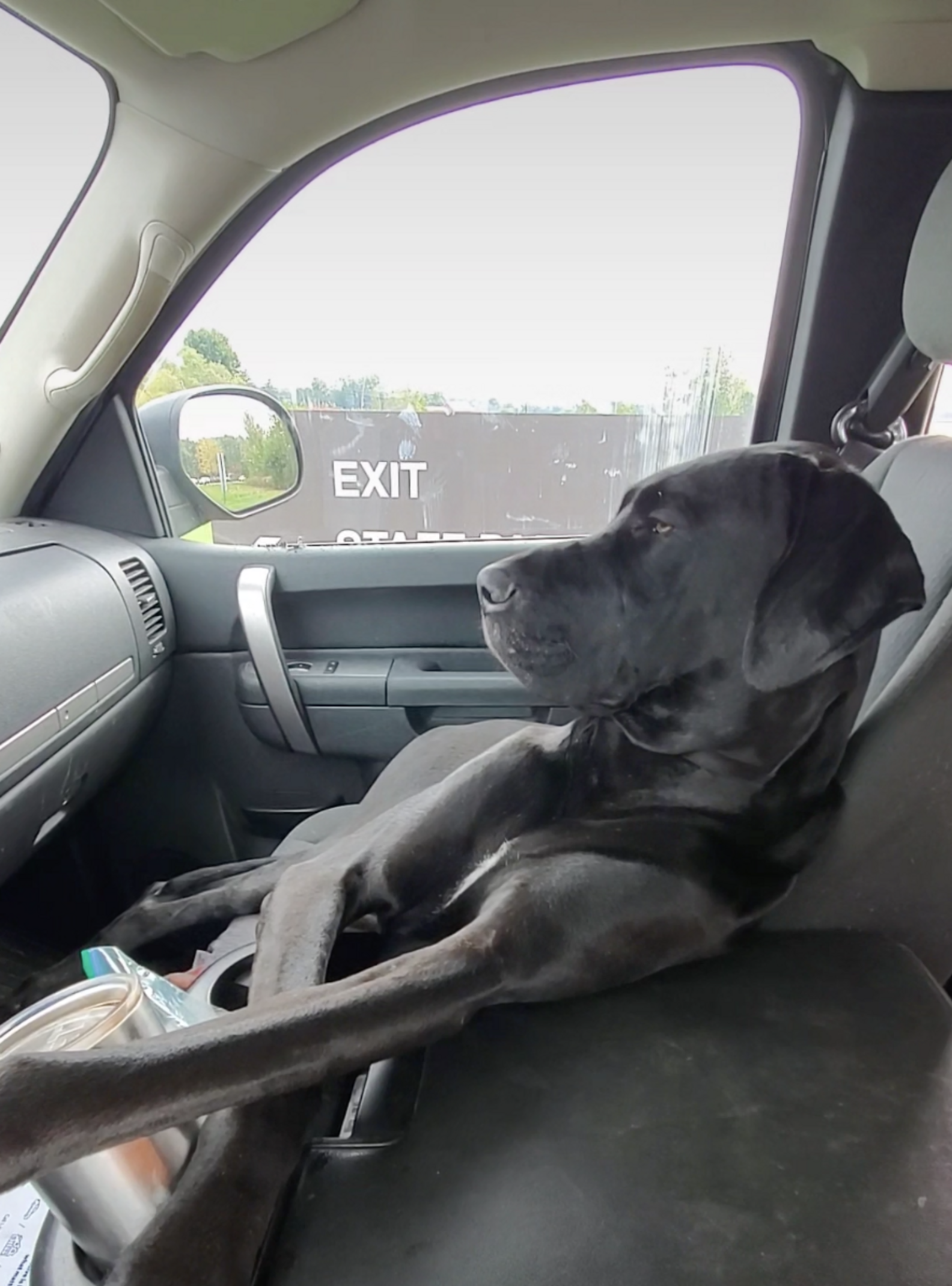 Great Danes Try To Sit In Front Seat Together The Dodo