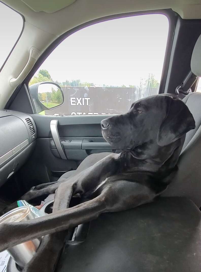 can a dog sit in the front seat of a car