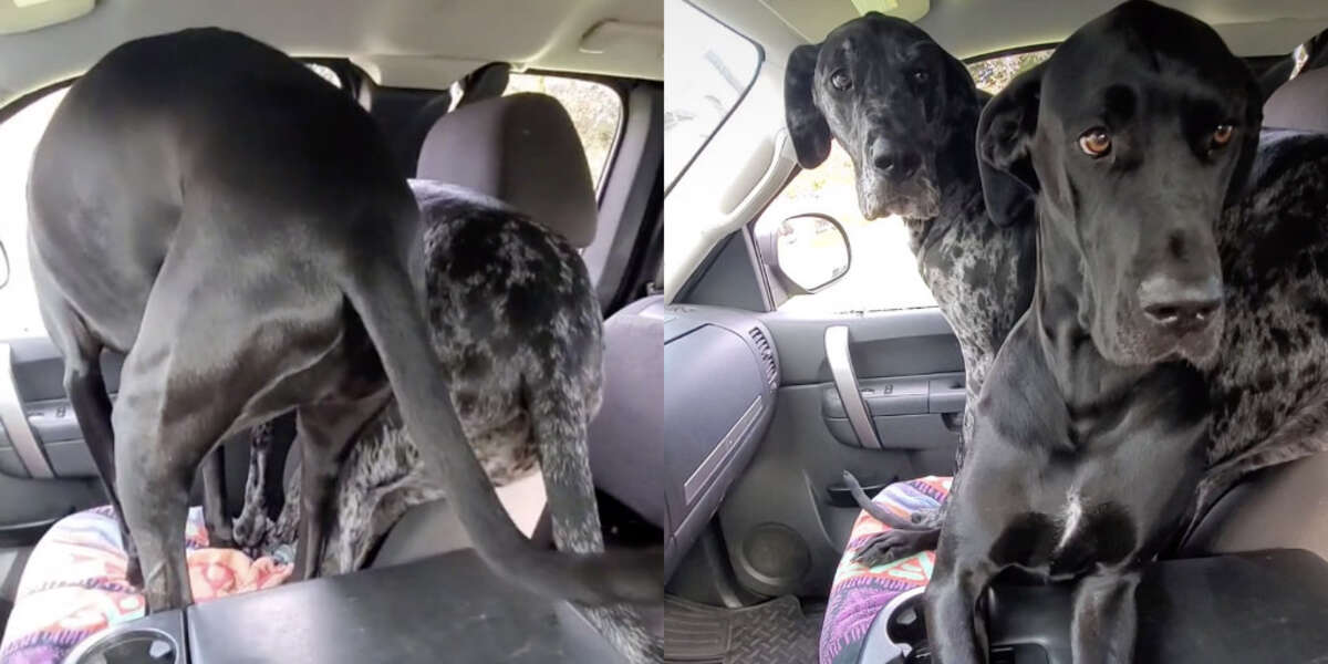 can a dog sit in the front seat of a car