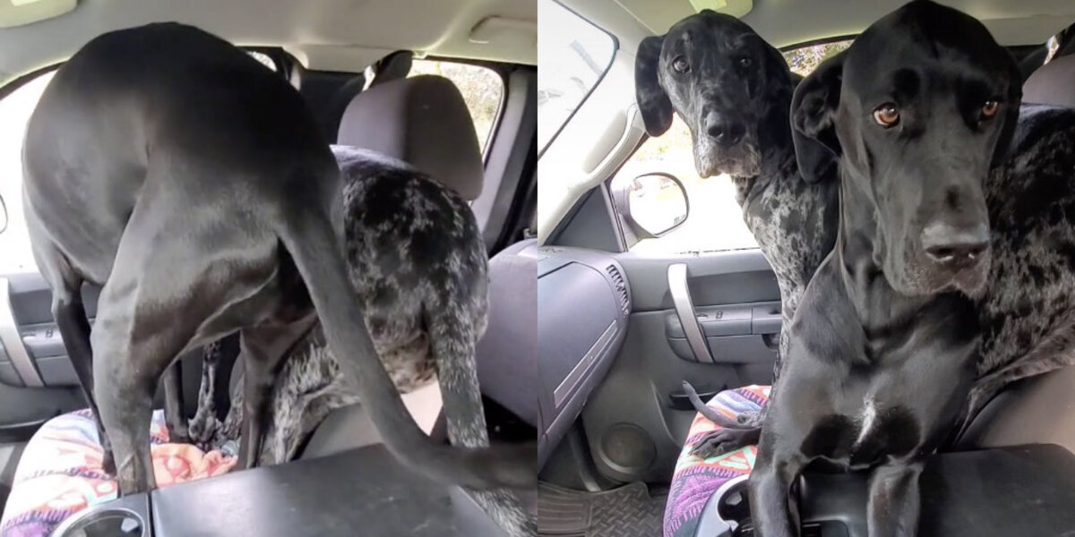 Great dane discount chariot replacement seat