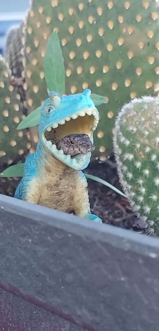 Lizard lives in plastic dinosaur 