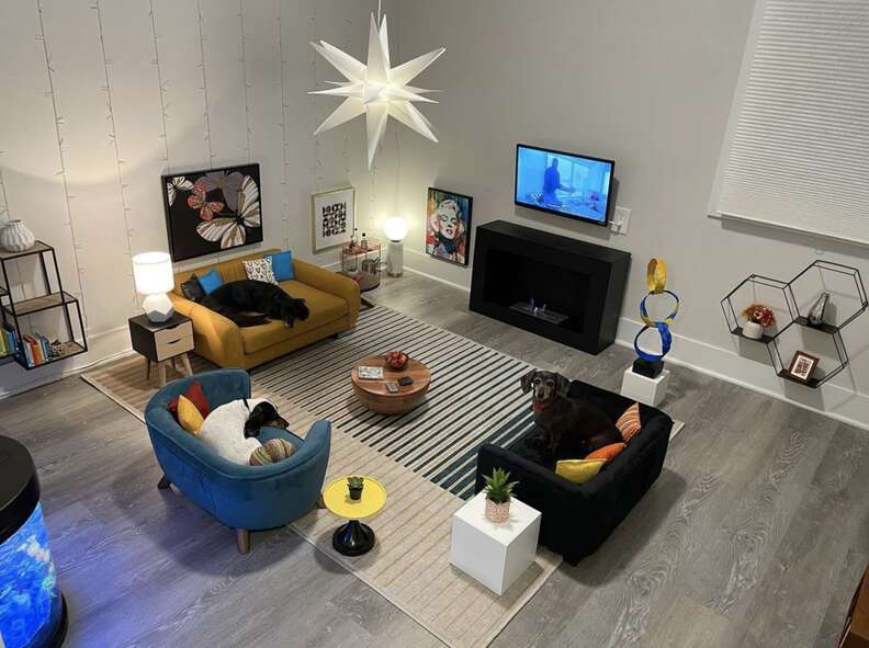 weiner dog living room