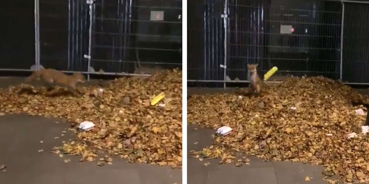 Guy Spots A Happy Fox Having The Time Of Her Life In A Pile Of Leaves ...