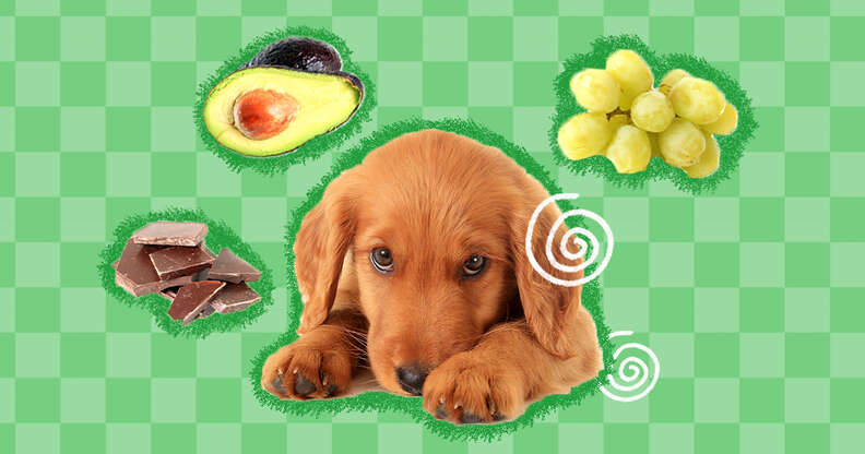 dog with poisonous foods
