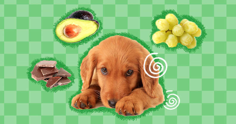 Dog ate hot sale avocado