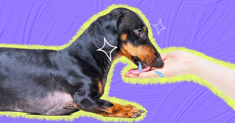 How to Manage Excessive Licking in Dogs