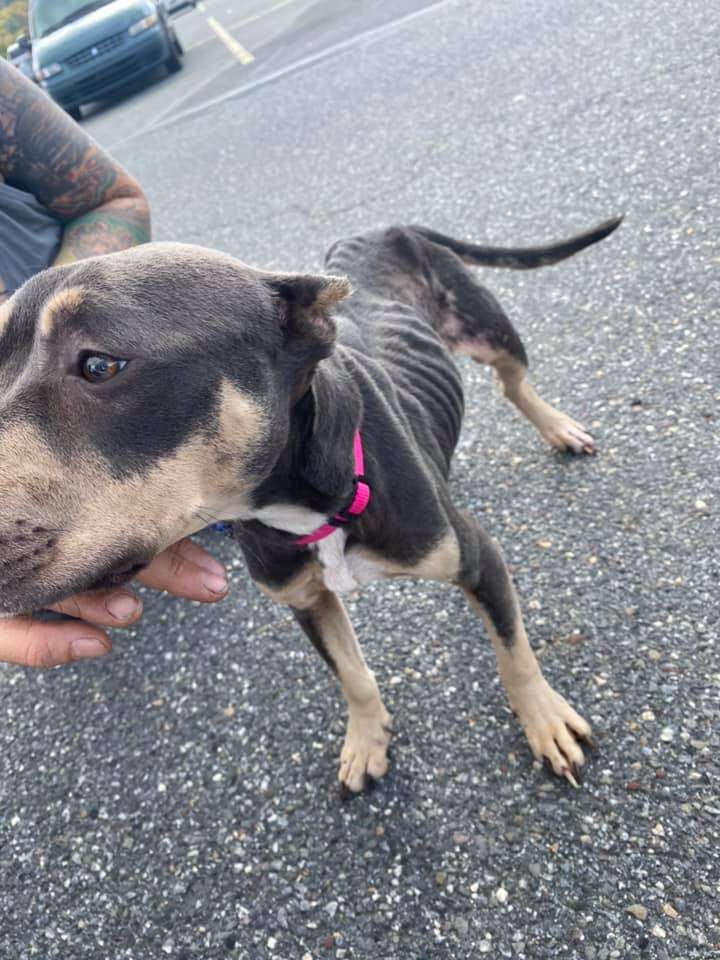 Abandoned dog found in attic