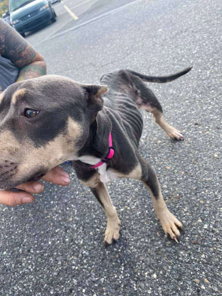 Woman Shows Up To Clean Abandoned House And Finds A Dog In The Attic - The  Dodo