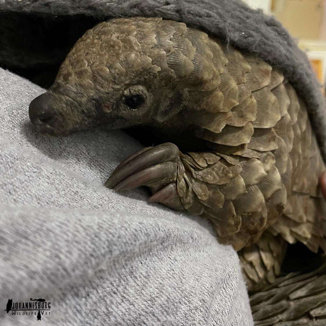 baby pangolin rescued from poachers