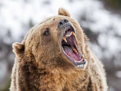 A Bear Ate KFC Off the Kitchen Counter After Breaking Into Home - Thrillist