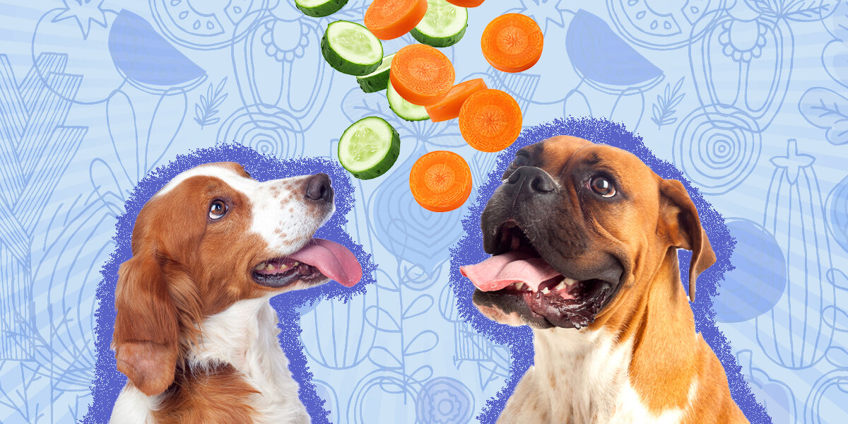 What Vegetables Can Dogs Eat? – Forbes Advisor