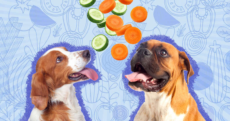dogs and vegetables