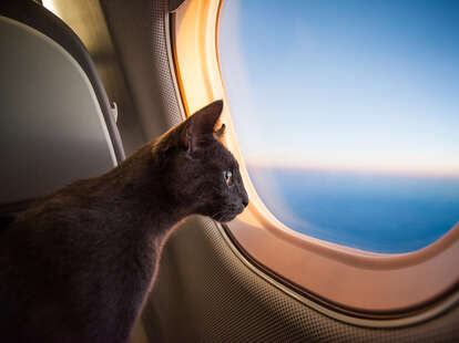 Cat on vacation