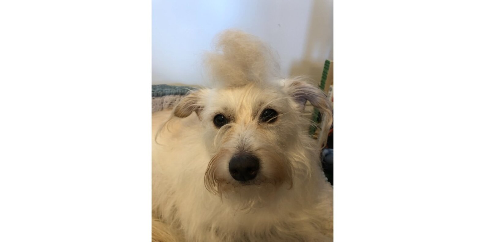 Hertzko 2in1 Comb And Deshedding Tool Reviews Does It Work? Paw of